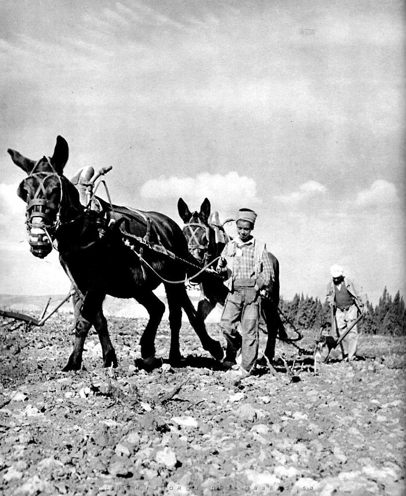 Images d'Algerie 108.JPG